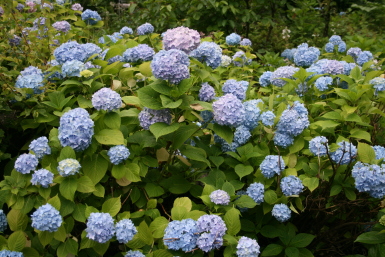 紫陽花