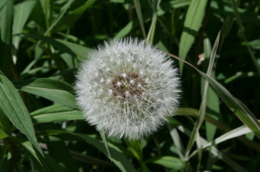 「タンポポ」のわたげ