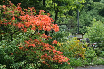 「レンゲつつじ」と「やまぶき」