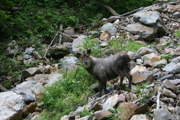 カモシカ