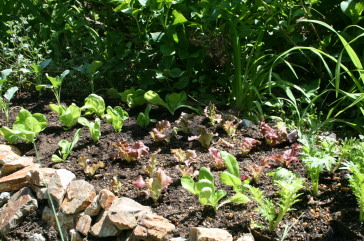 わさび菜、サニーレタス、サラダ菜、ブロッコリー