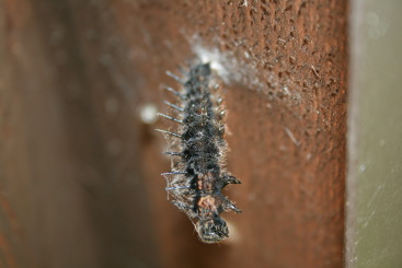 「さなぎ」になる段階