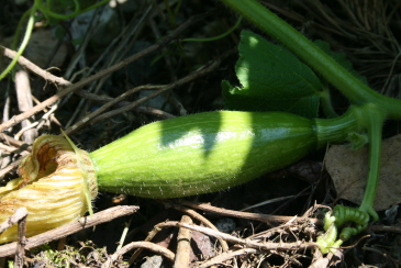 宿儺（すくな）かぼちゃ