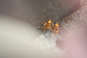 ヒメスズメバチ