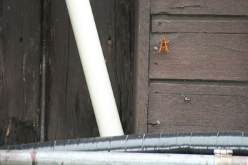 ヒメスズメバチの退治