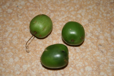 コクボ　（さるなし）