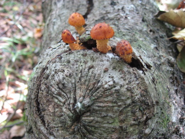 やまどりもたせ