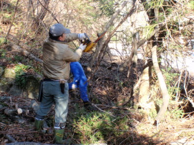 「木」の伐採