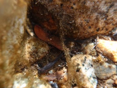 山女魚ｒの稚魚