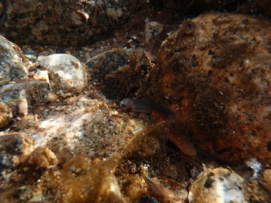 山女魚ｒの稚魚