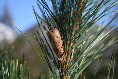 何の卵でしょうか？