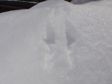 山鳥の足跡