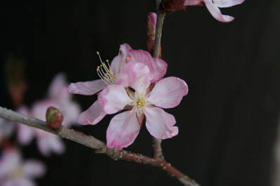 山桜