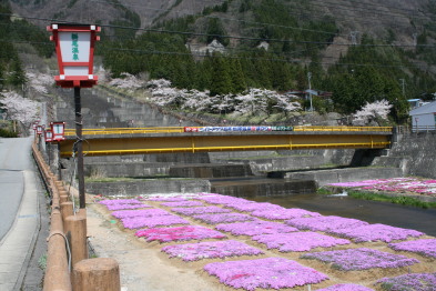栃尾温泉　芝桜