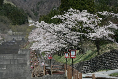 栃尾温泉　ソメイヨシノ