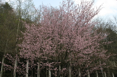 山桜