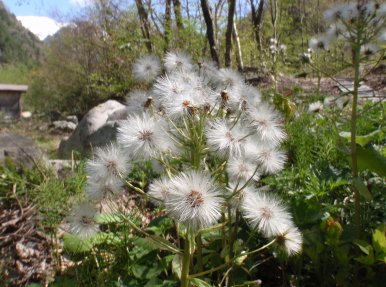 フキノトウのわたげ
