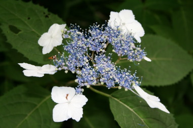 ヤマアジサイ