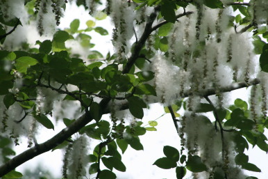 ドロの木のワタゲ