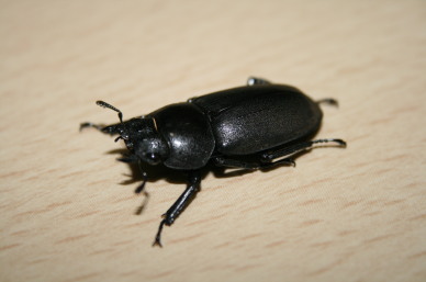 コクワガタのメス