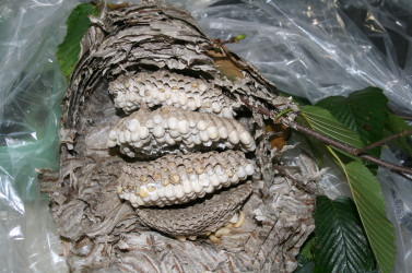 「ヒメスズメバチ」の巣