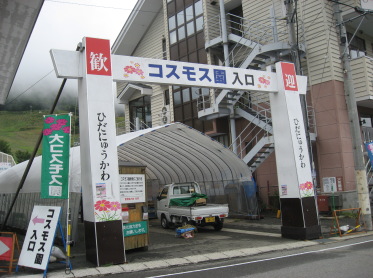 ほおのきスキー場のコスモス園