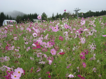 コスモス園