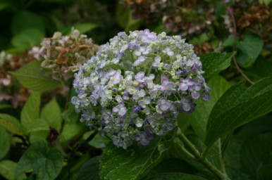 紫陽花