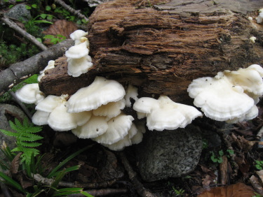 「ブナハリタケ」