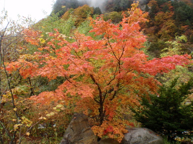 「秋の絶景　紅葉の 名所を歩く　上高地＆奥飛騨」