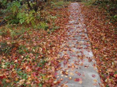 「もみじ」の絨毯