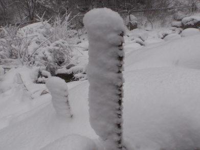 雪が横に。
