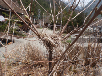 鳥の巣