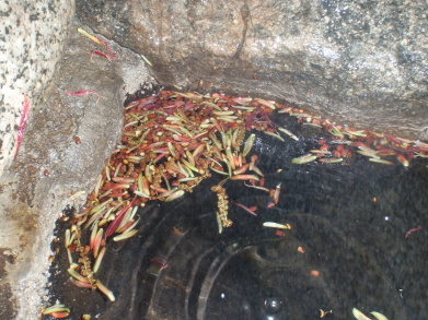 もみじの「がく」