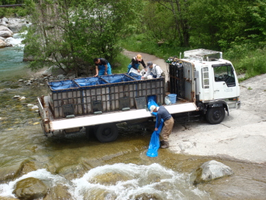山女魚の稚魚の放流