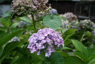 紫陽花