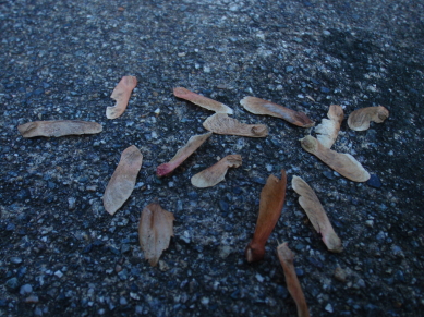 「もみじ」の種