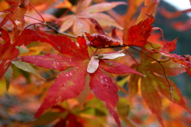 「もみじ」の種