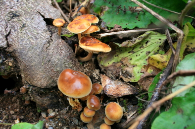 天然のエノキタケ