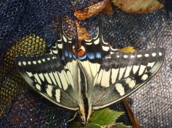 キアゲハチョウ