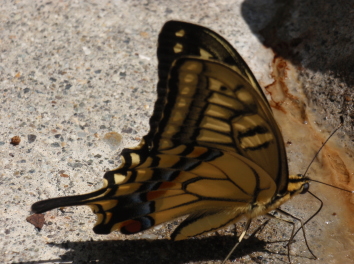 キアゲハチョウ