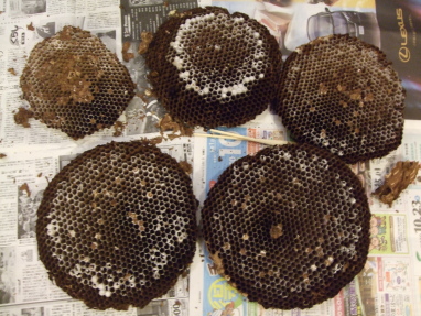 キイロスズメバチ