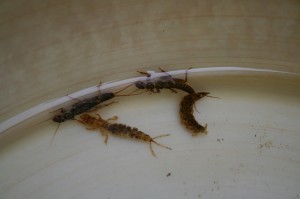 キンパクとスナムシ