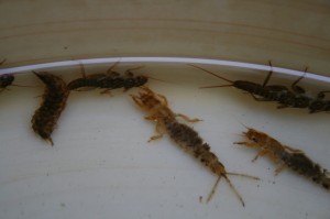 キンパクとスナムシ