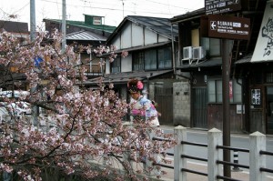日下部民芸館 近くの桜