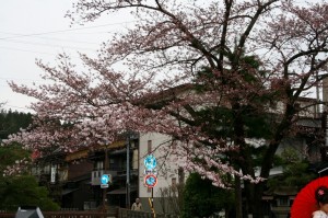 飛騨高山　古い町並みの桜