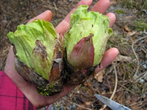 巨大フキノトウ