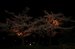夜桜