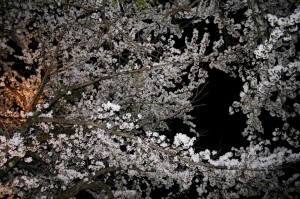 夜桜