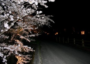 夜桜